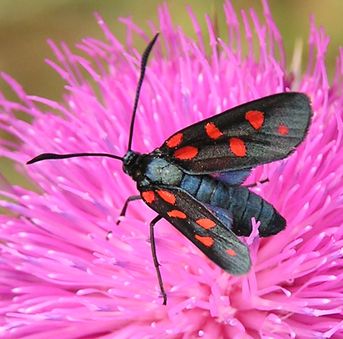 Zygaena filipendulae e transalpina